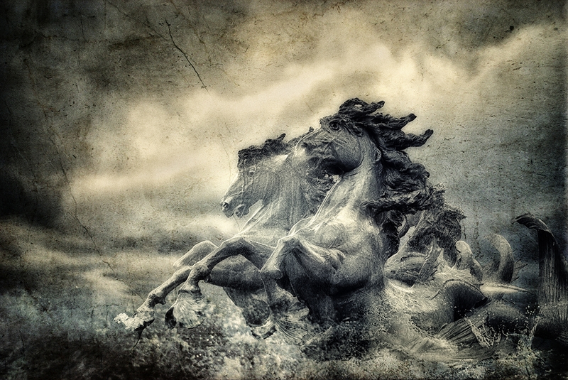 1051 - CHEVAUX - MAZINGUE FRANCINE - france.jpg